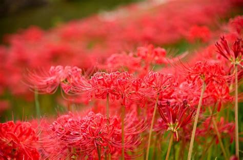 彼岸花花語日本|【花言葉】彼岸花の意味と由来！怖い意味は本当？開。